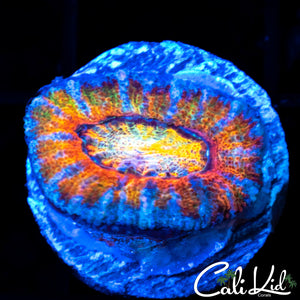 CK Wonder Wheel Acan