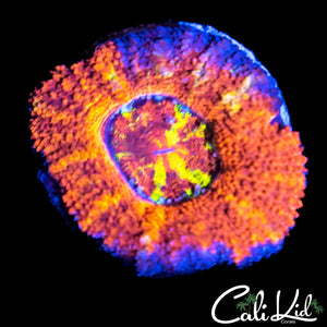 CK Blue Bayou Acan