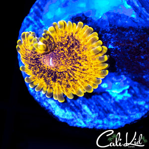 Speckled Golden Maul