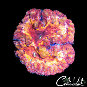 Indo Bubble Blasto