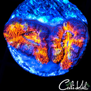 Rainbow Acan Double