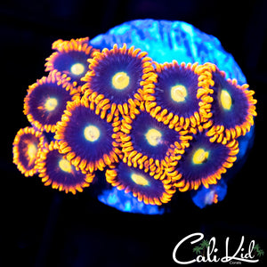CK Venus Zoa Mini Colony