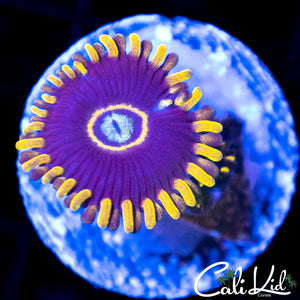 Purple Hornet