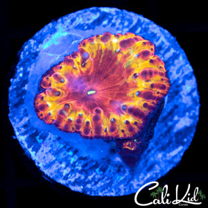 Indo Rainbow Blasto Mini Colony