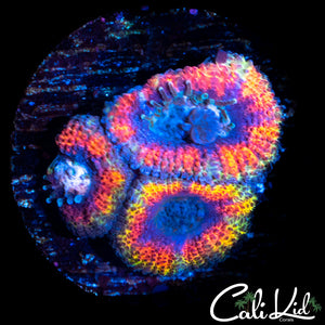 Ultimate Rainbow Acan Triple