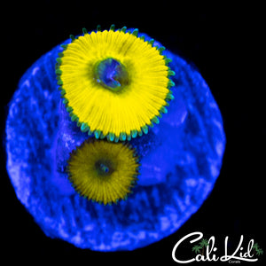 CK Solar Deity Double