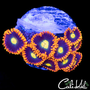 CK Venus Zoa Mini Colony