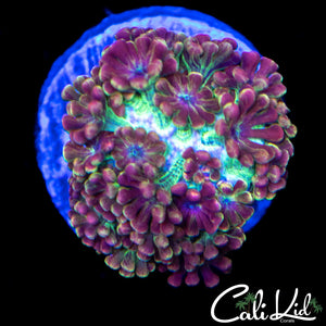 CK Cherry Blossom Alvy