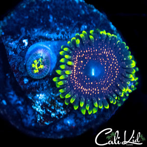 Psychosis Paly Double