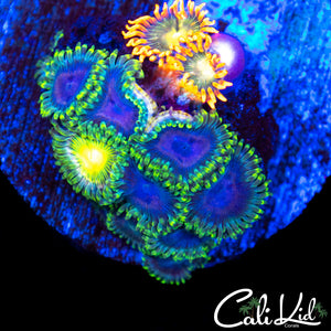 Assorted Zoa Mini Colony