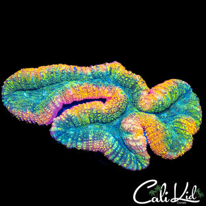 Rainbow Symphyllia