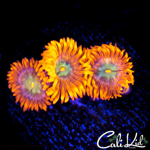 Ultra Zoa Triple