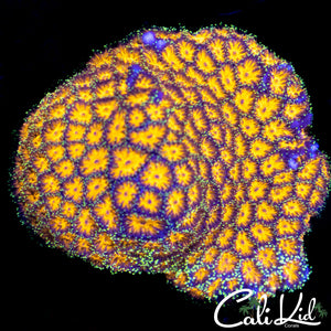 Golden leptastrea Chunk