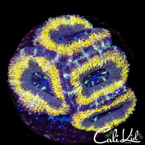 CK Ganja Acan Quad