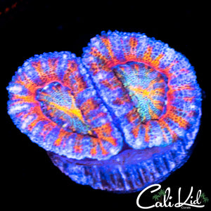 Pastel Rainbow Acan Double