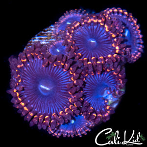 Midnight Paly Mini Colony