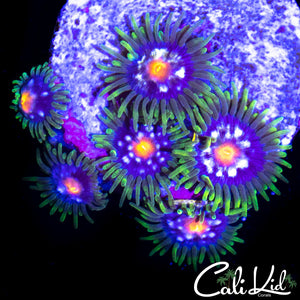 Ultra Zoa Mini Colony