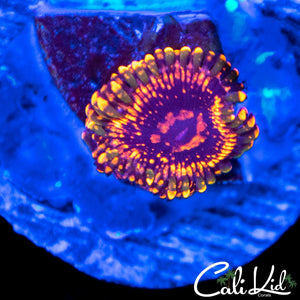 Emperor V2 Zoa