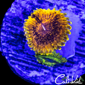 Speckled Golden Maul Double