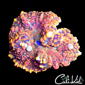 Bounce Rhodactis Mushroom