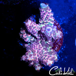 Pink Polyp Tenius