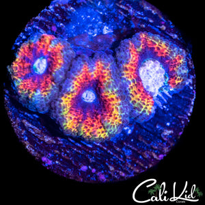 Rainbow Micromussa Triple
