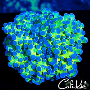 BI Color Frogspawn