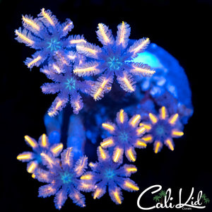 Rainbow Clove Polyps