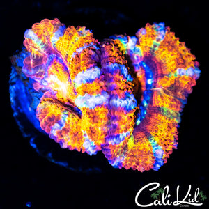 Rainbow Acan Double