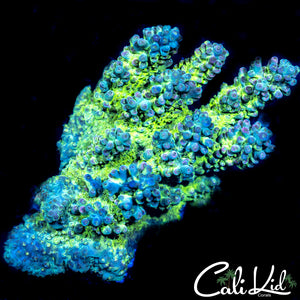 Amazing Acropora Colony