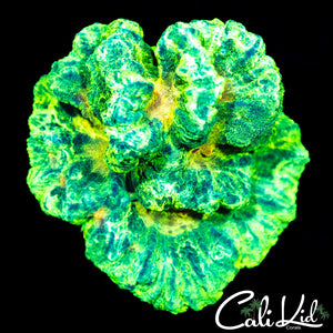 Space Invader Colony