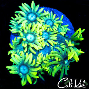 Sunflower Goni