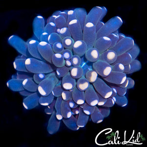 Aquacultured Bi Color Tip Torch