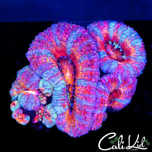 Ultra Rainbow Acan
