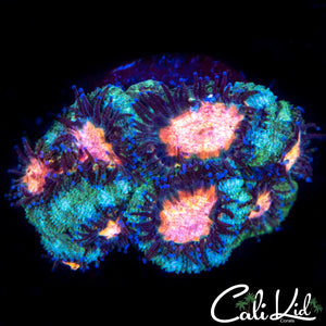 Bi Color Micromussa