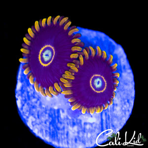 Purple Hornet Double