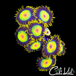 Rasta Zoa Mini Colony