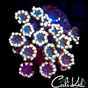 Bi Color Alveopora