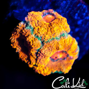 Mystery Micromussa