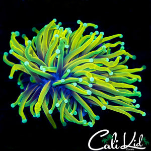 CK Juicy Fruit Torch