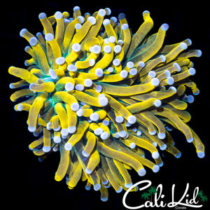 Malaysian Gold Type Torch