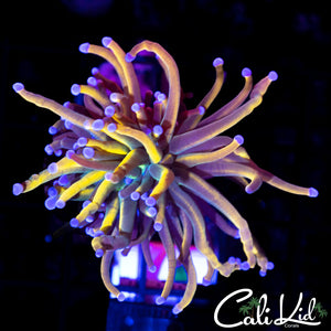 Aquacultured Master Torch