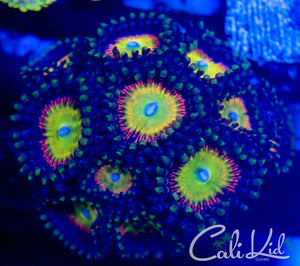 Rainbow Kazoos Zoas