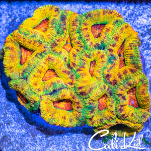 Cali Kid Merkules 2.0 Acan