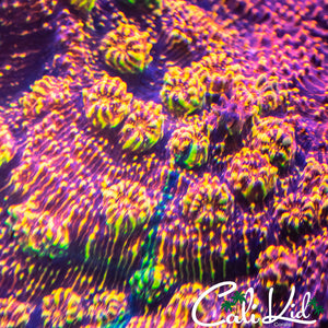 Cali Kid Grafted Convict Chalice