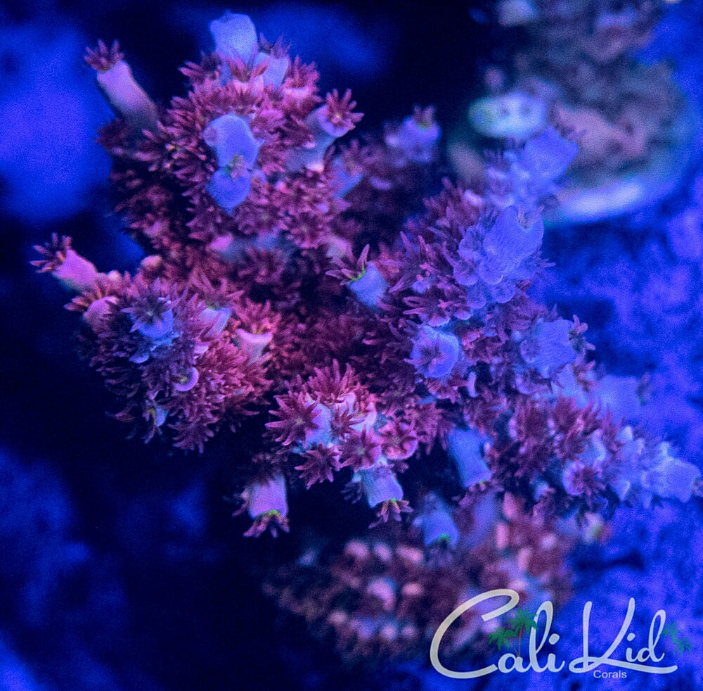 Cherry Bomb Tenius