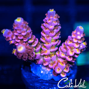 CK Insane Rainbow Tenius
