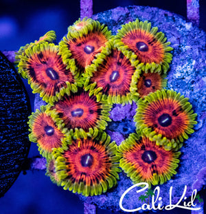 Jamba Juice Zoas