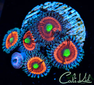 Gobstopper Zoas