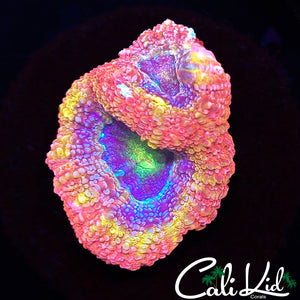 STUNNING RAINBOW BOWERBANKI DOUBLE